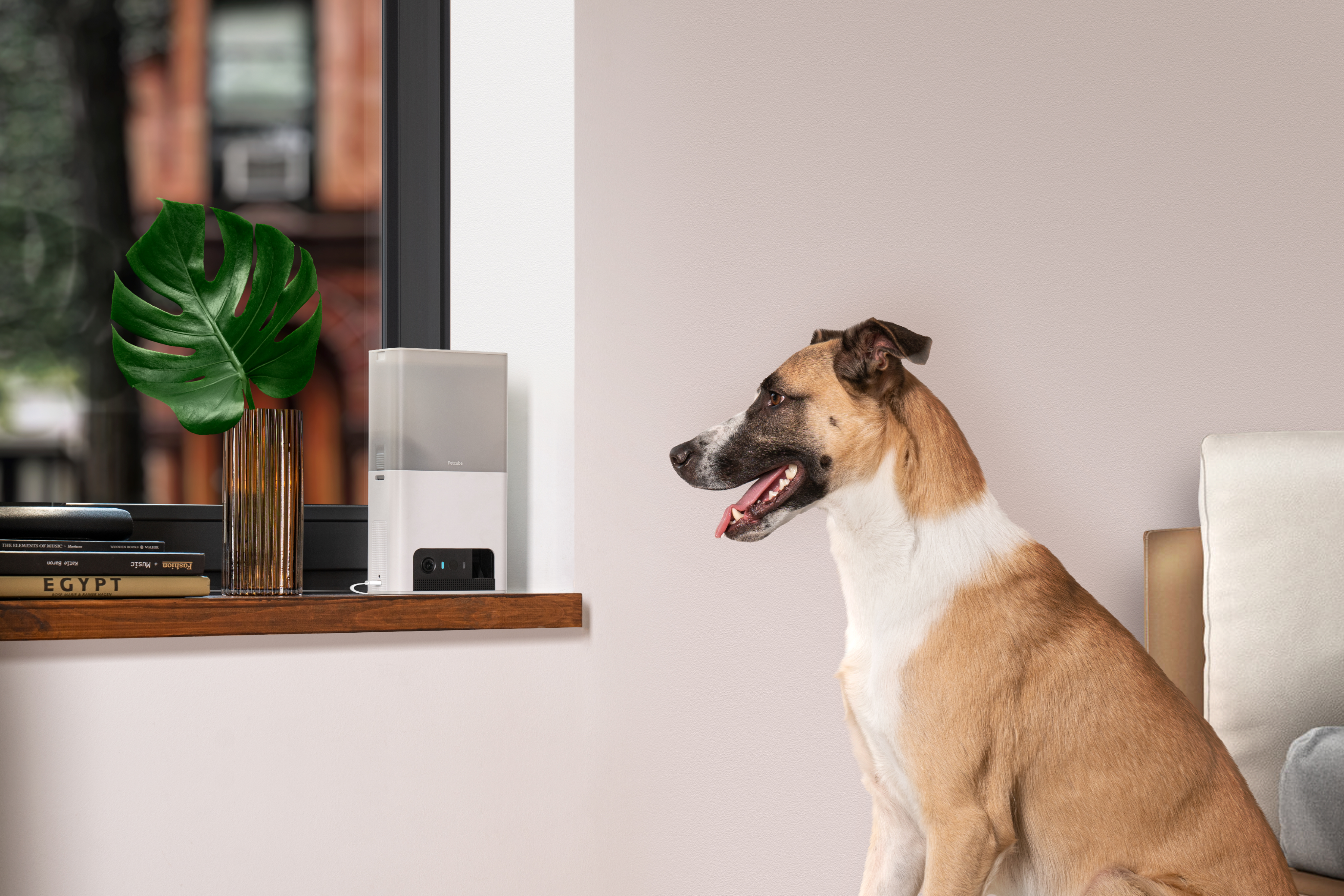 PetCube Bites 2 Lite aktivitásmérő kutyáknak és macskáknak