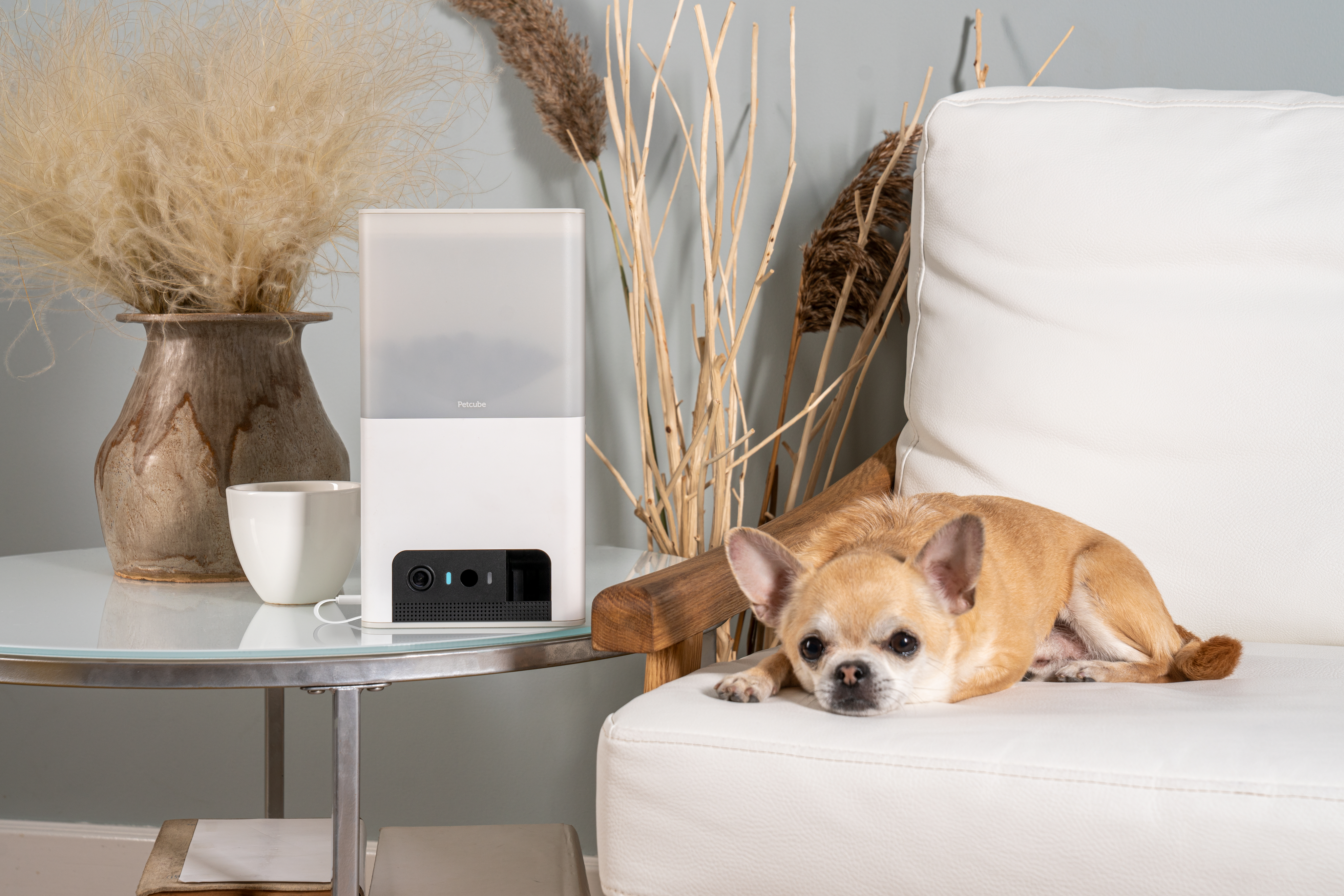 PetCube Bites 2 Lite aktivitásmérő kutyáknak és macskáknak