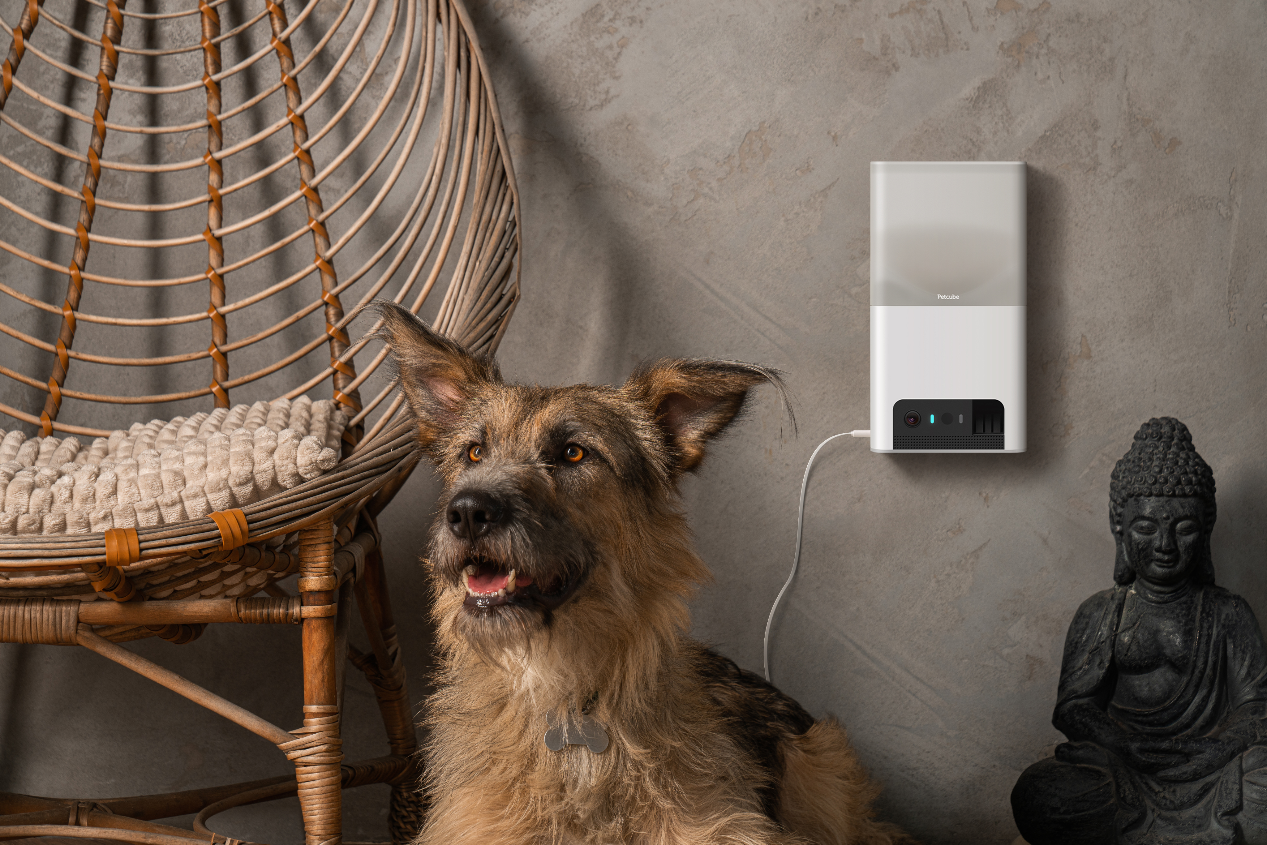PetCube Bites 2 Lite aktivitásmérő kutyáknak és macskáknak