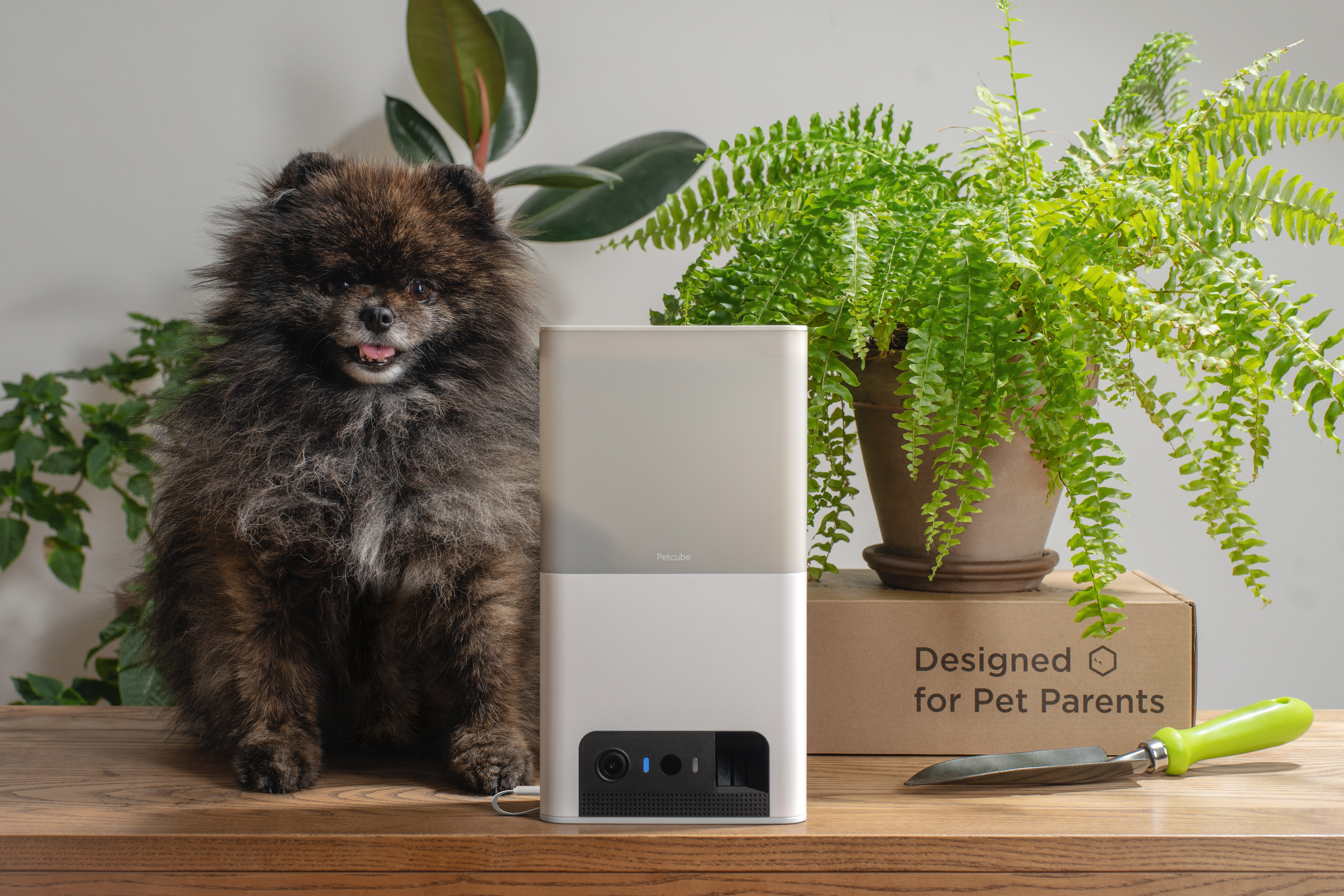 PetCube Bites 2 Lite aktivitásmérő kutyáknak és macskáknak