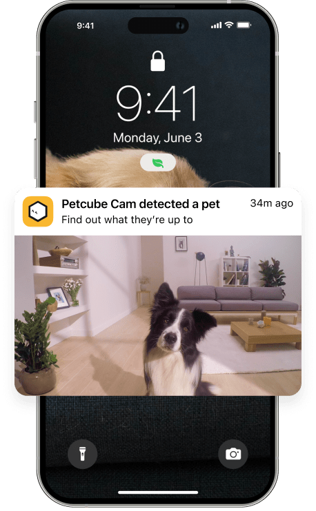 PetCube Play 2 aktivitásmérő kutyáknak és macskáknak