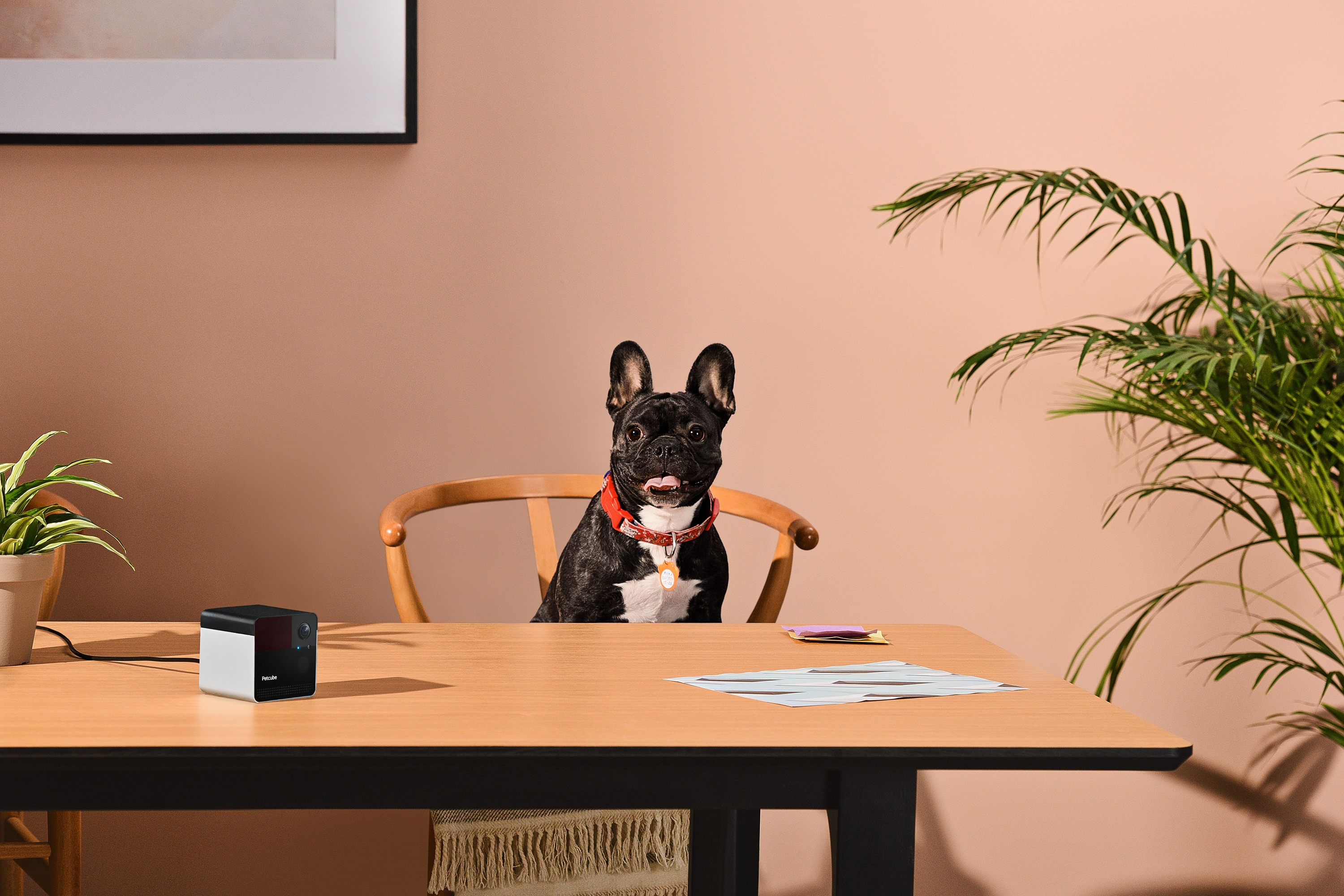 PetCube Play 2 aktivitásmérő kutyáknak és macskáknak