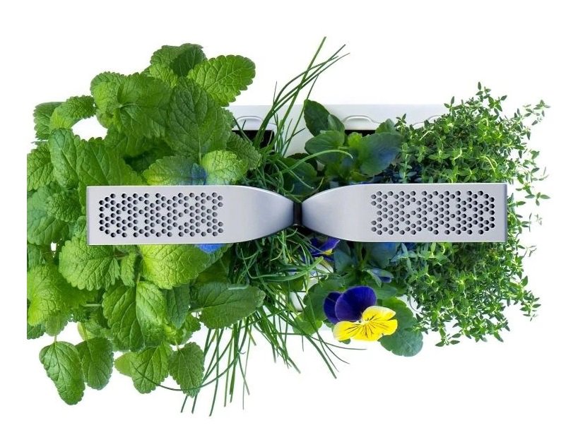 Véritable Lingot ültetvény - Koriander