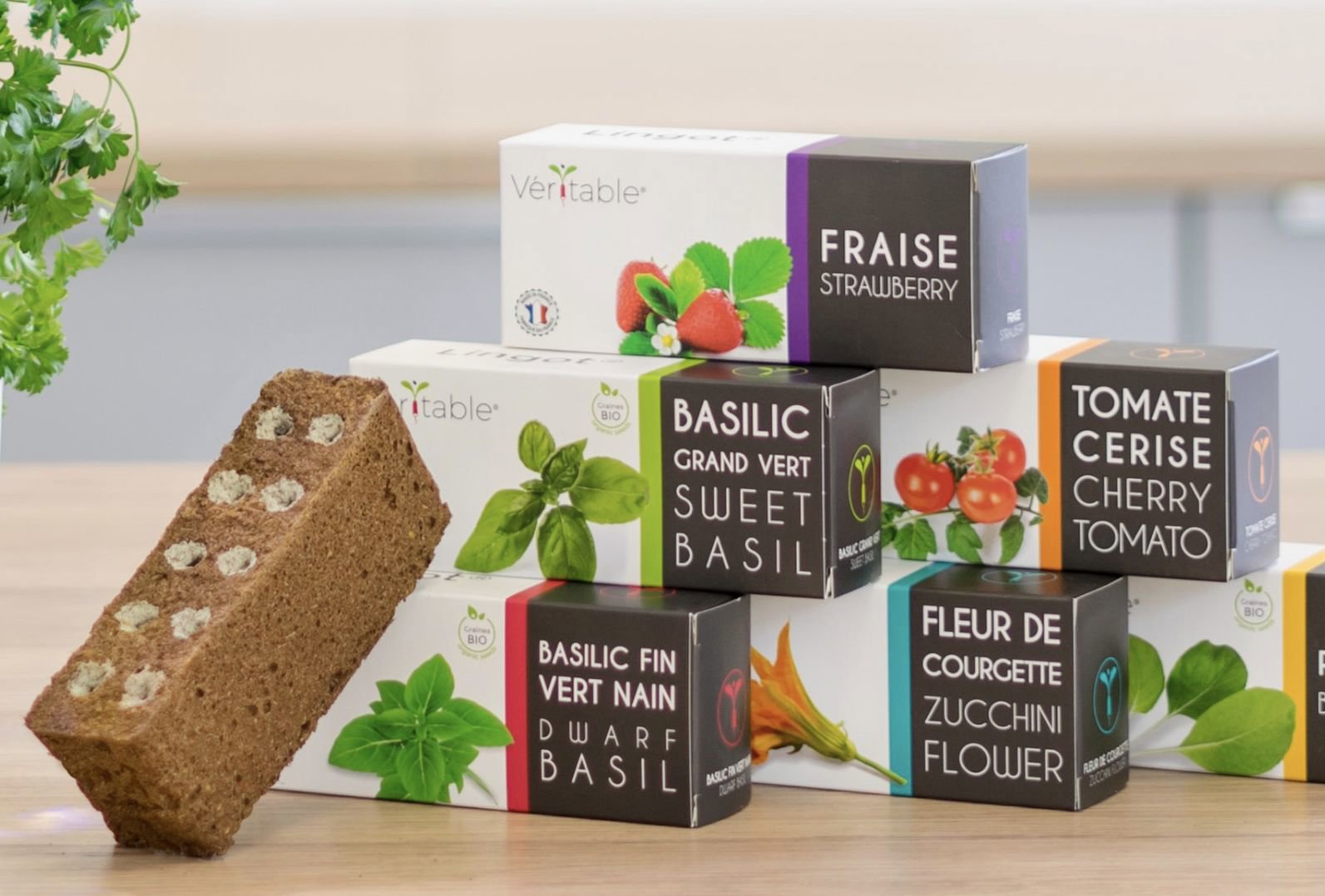Véritable Lingot ültetvény - Rozmaring