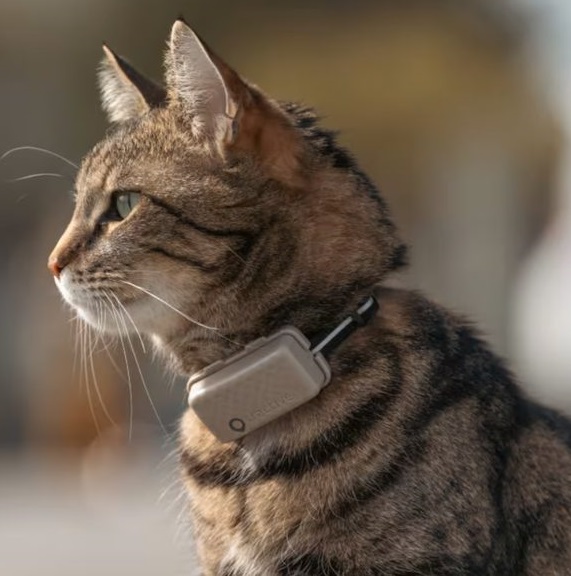 Tractive GPS CAT Mini, barna