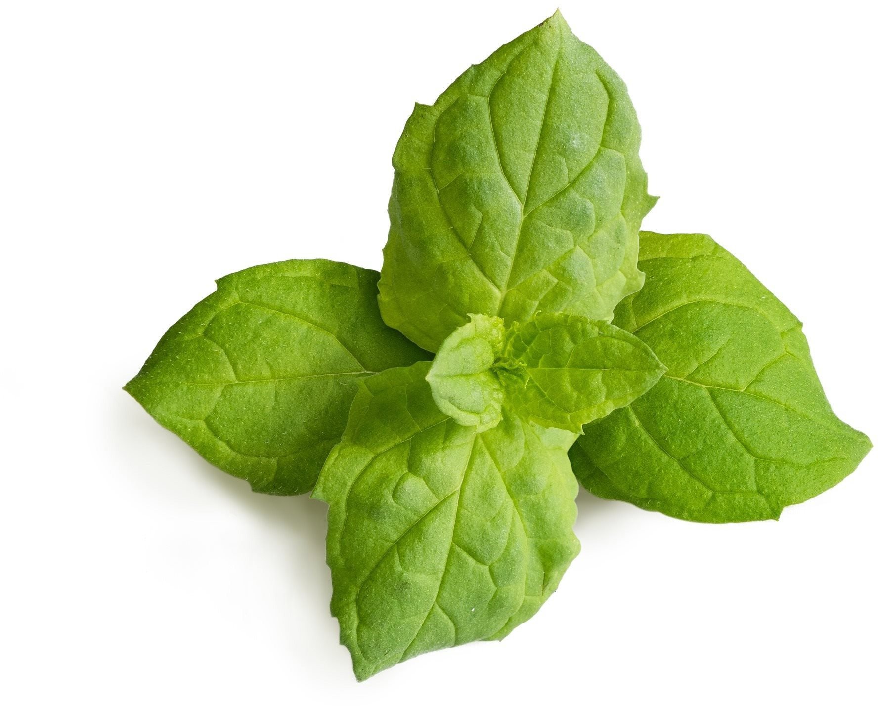 Marokkói menta - BIO