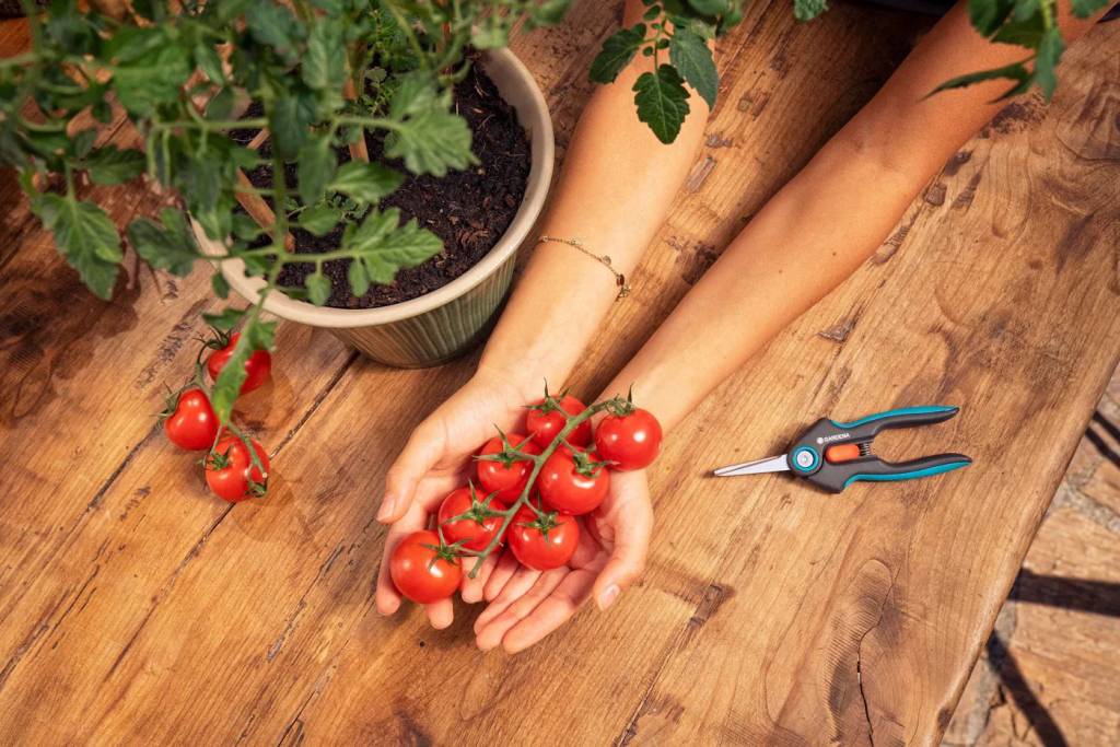 Szüretelő olló használat közben