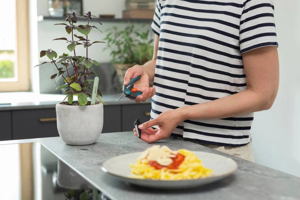 Szüretelő olló pengéje