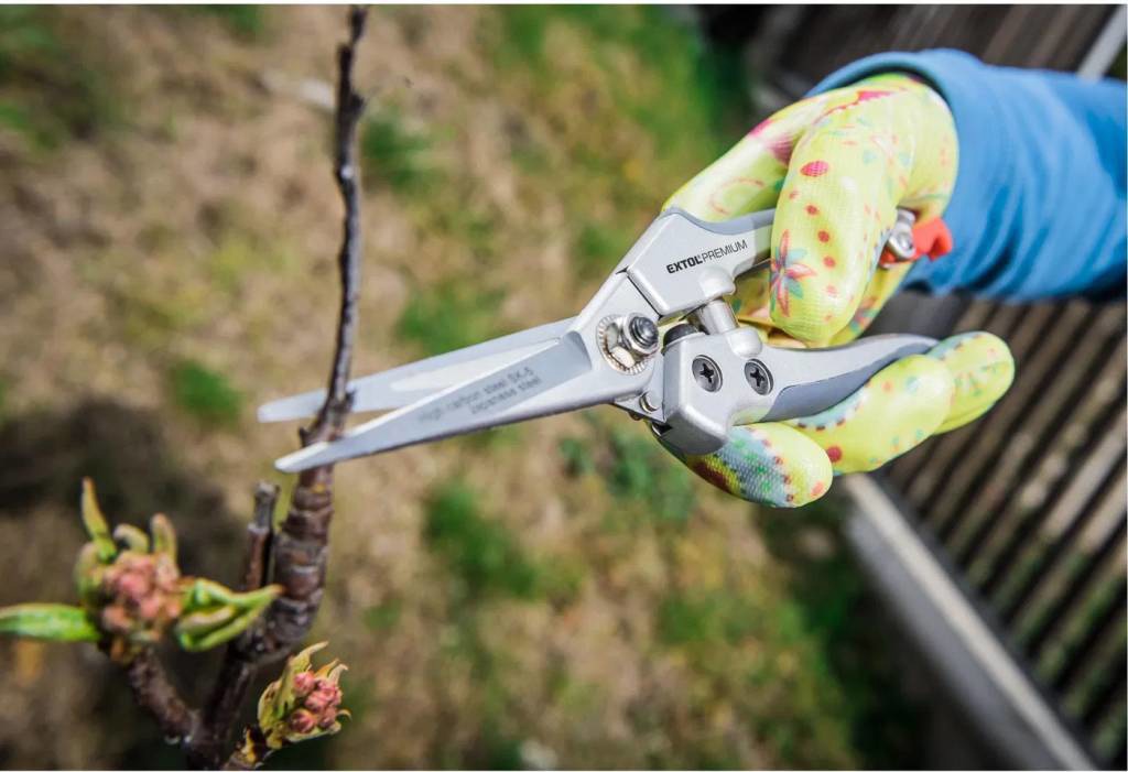 Szüretelő olló kertben