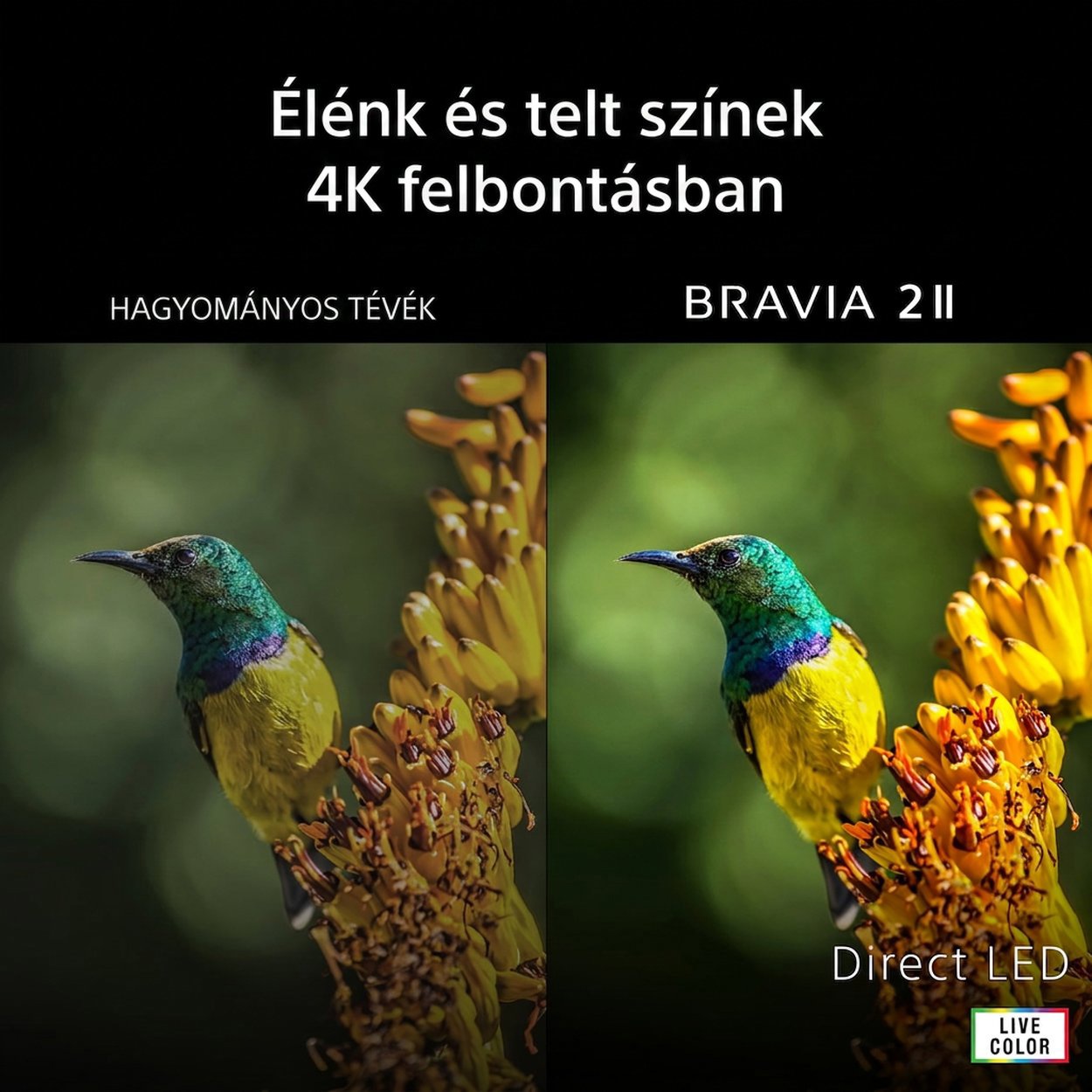 Sony Bravia 2 II okostévé