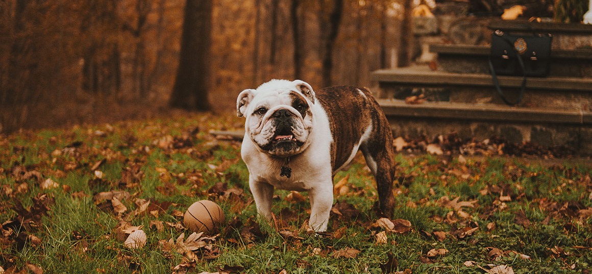 Angol bulldog