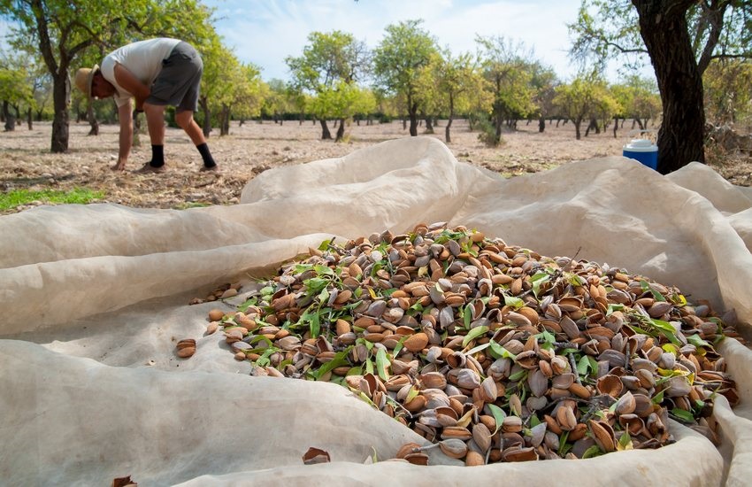Bery Jones diófélék