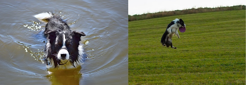 Border collie