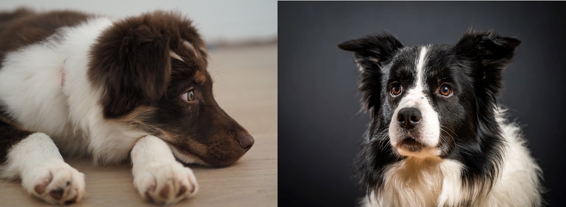 Border collie