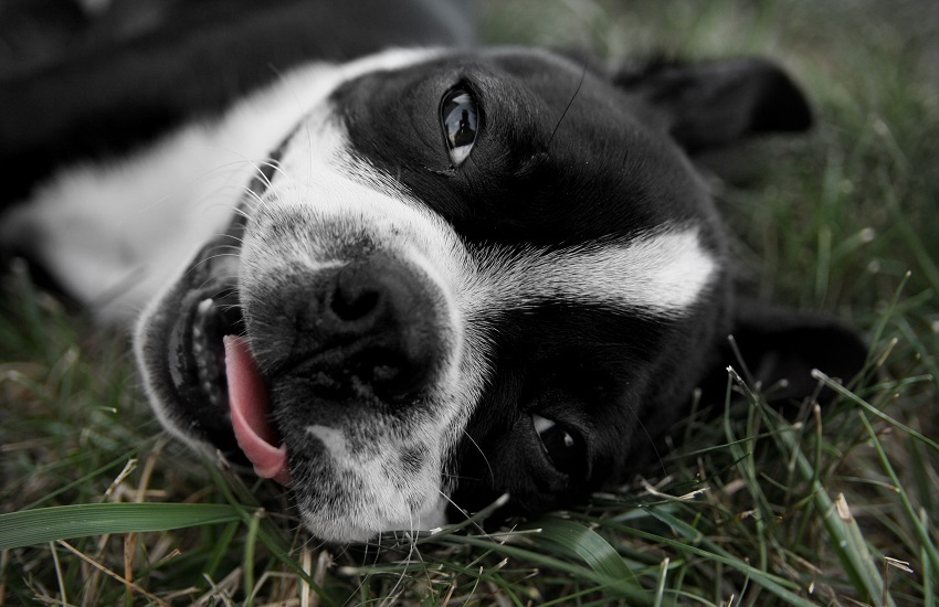 Boston terrier kölyök