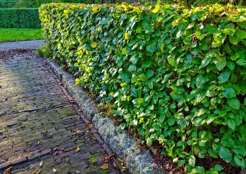 erdei bükk díszsövény