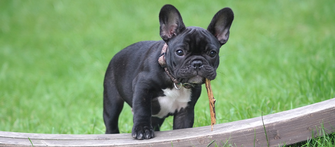 Francia bulldog