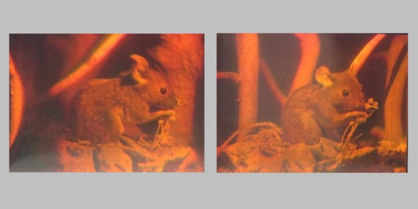 Holografikus projektor