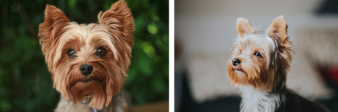 Yorkshire terrier