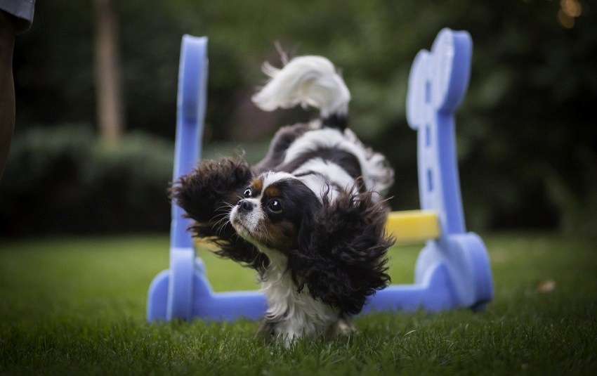 Cavalier King Charles spániel