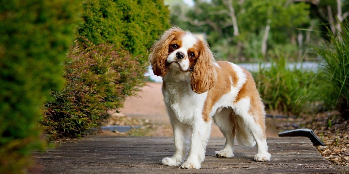 Cavalier King Charles spániel