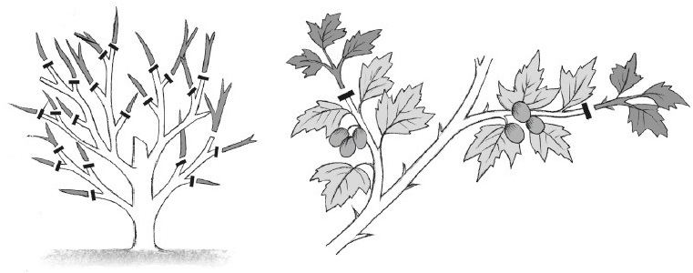 Bokros gyümolcs metszése