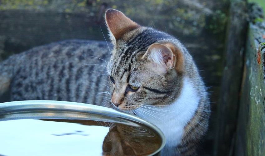 Kinti macska
