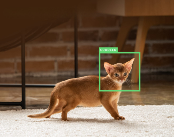 PetCube Bites 2 Lite aktivitásmérő kutyáknak és macskáknak