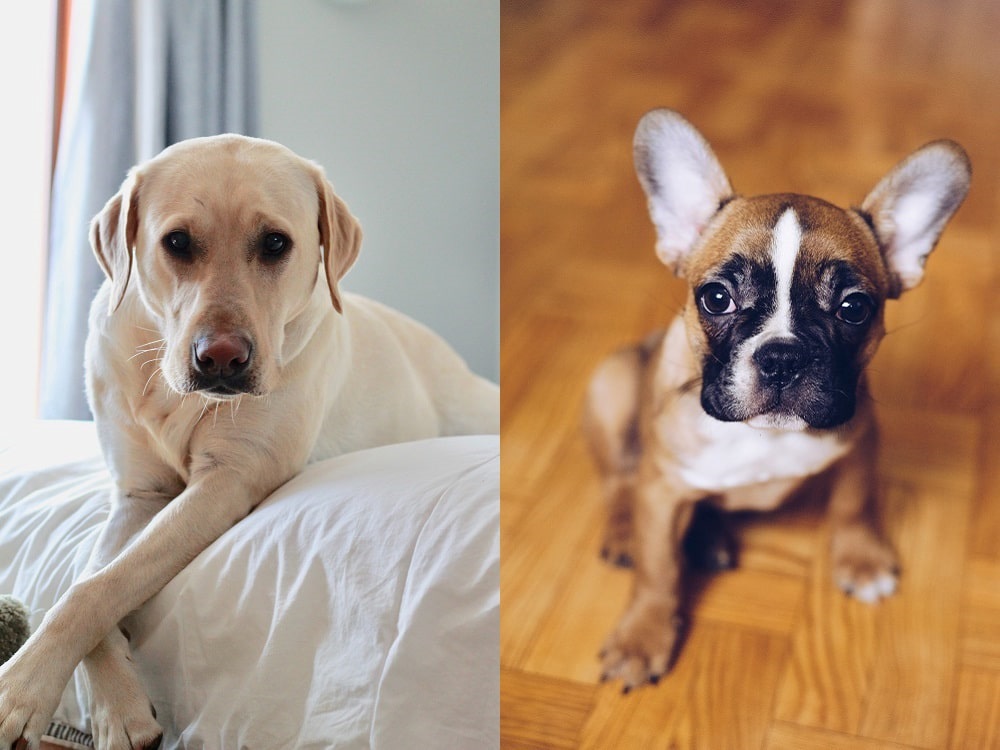 Labrador és bulldog