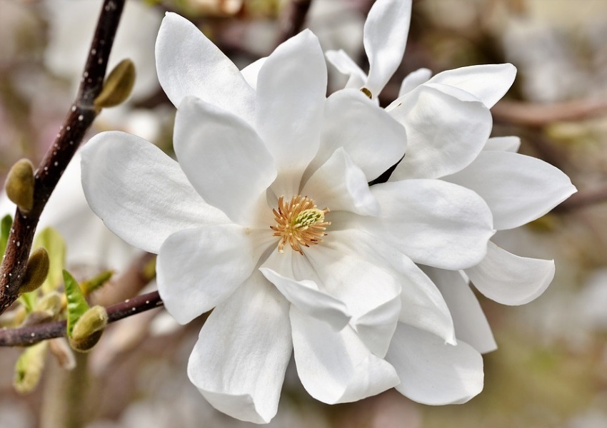 díszfa rózsaszínű virágokkal