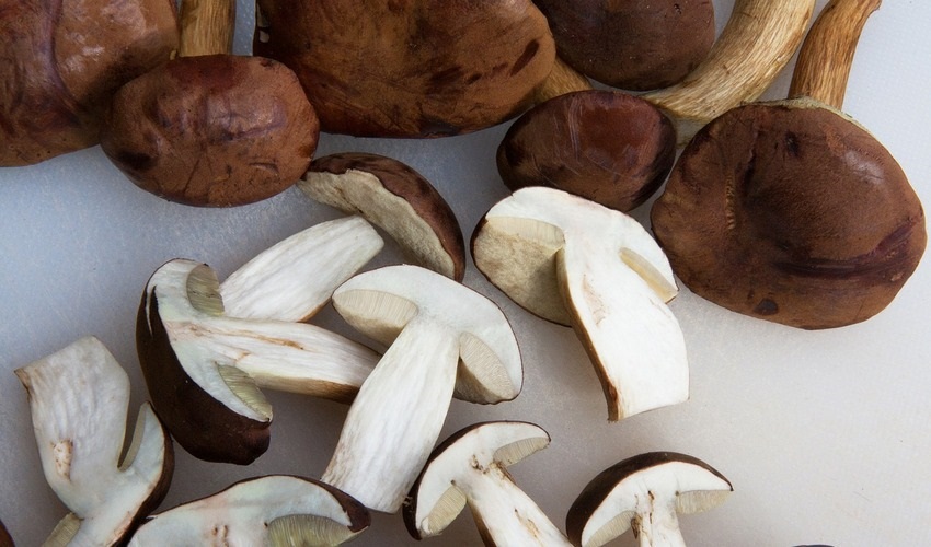 Gombák a fagyasztóban