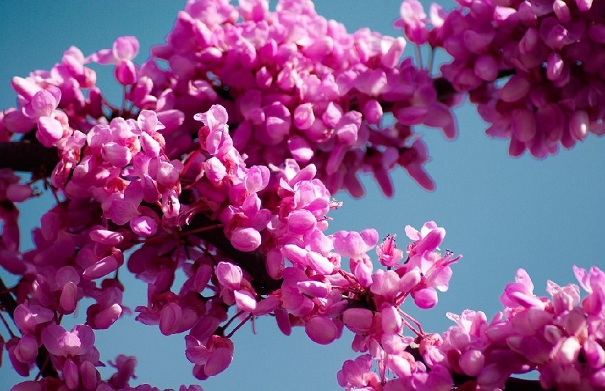 a legszebb fa a kertben a Júdás-szellőrózsa