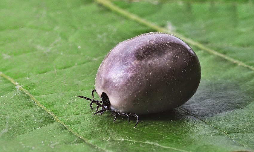 Lyme-kór tünetei