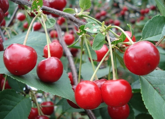 Hogyan metszünk cseresznyefát