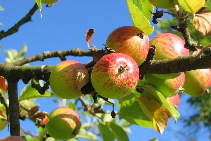 almafa termesztése, granny smith almafa