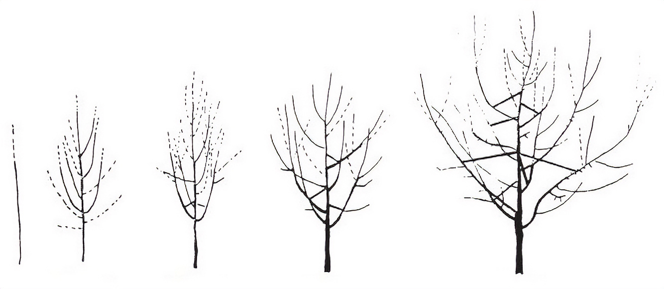 Hogyan metszünk alma és körte fát