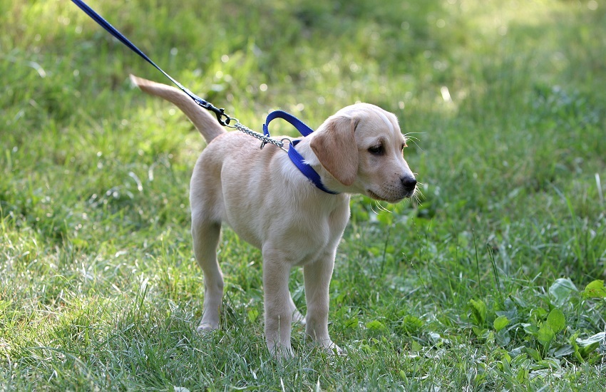 Milyen fajta kutya illik hozzám?