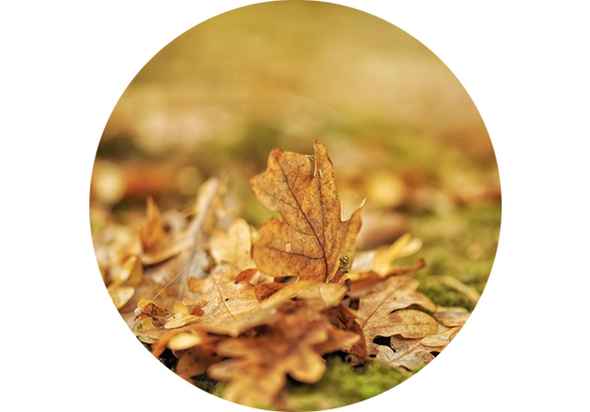 Kerti naptár: november a kertben