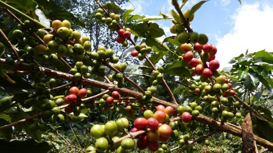 Kávé AlzaCafé Kenya Kamvara Embu, 250g