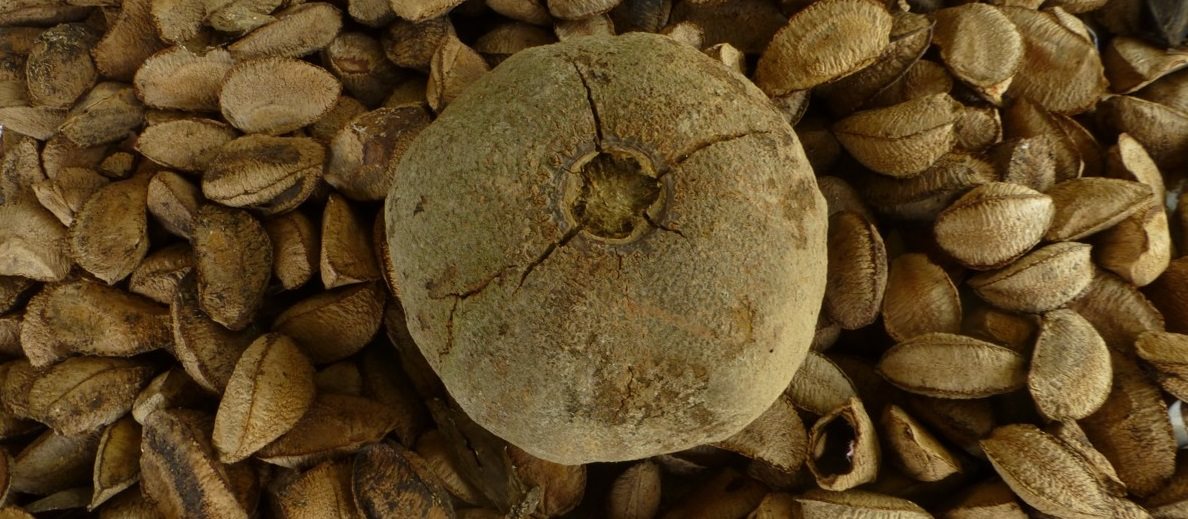 Bery Jones Brazil dió 250g