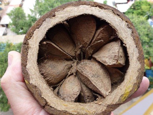 Bery Jones Brazil dió 250g