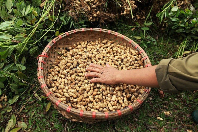 Diófélék Bery Jones kesudió és földimogyoró mix - méz és tengeri só, 500g