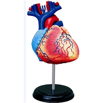 Orvosi 1:1 szív-modell-típus-b ultrahangos modell oktatási eszköz a talapzat