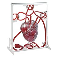 Az emberi szív - szívverés - Oktatókészlet