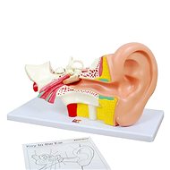 Az emberi fül - Oktatókészlet