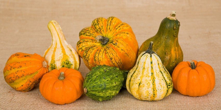 Szeptember a kertben