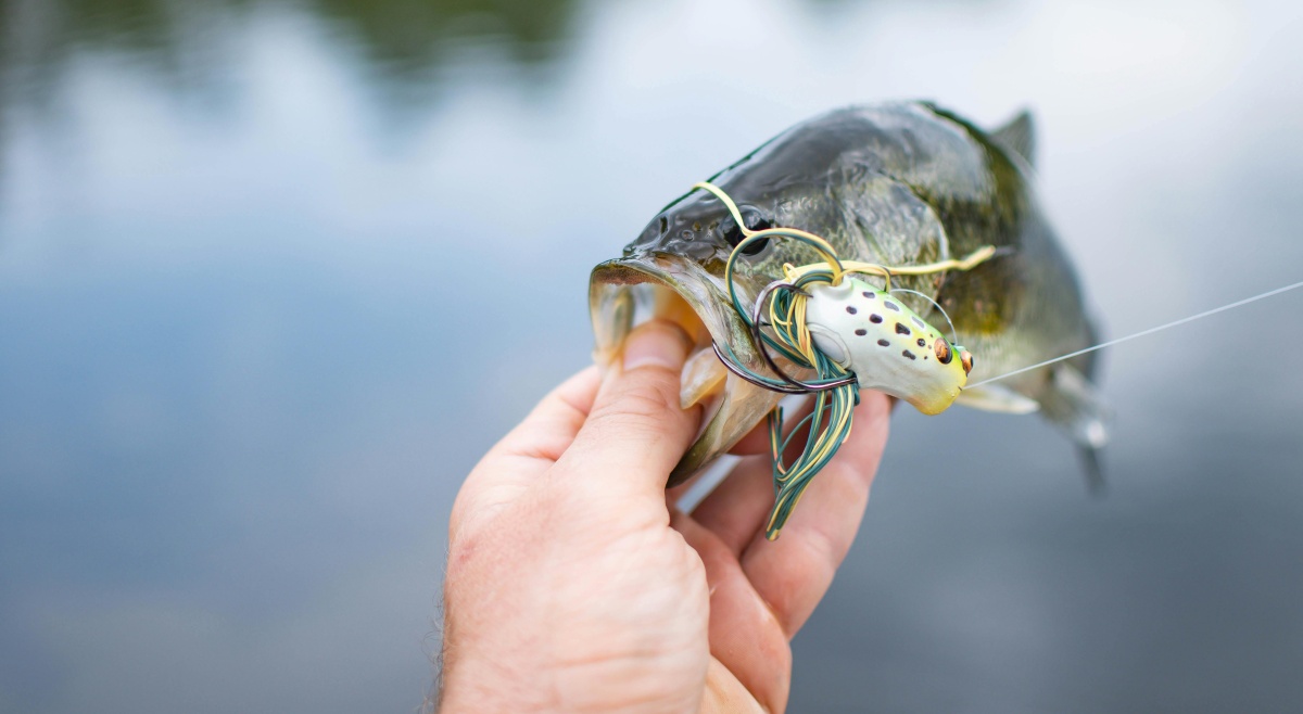 Hogyan kell horgászni