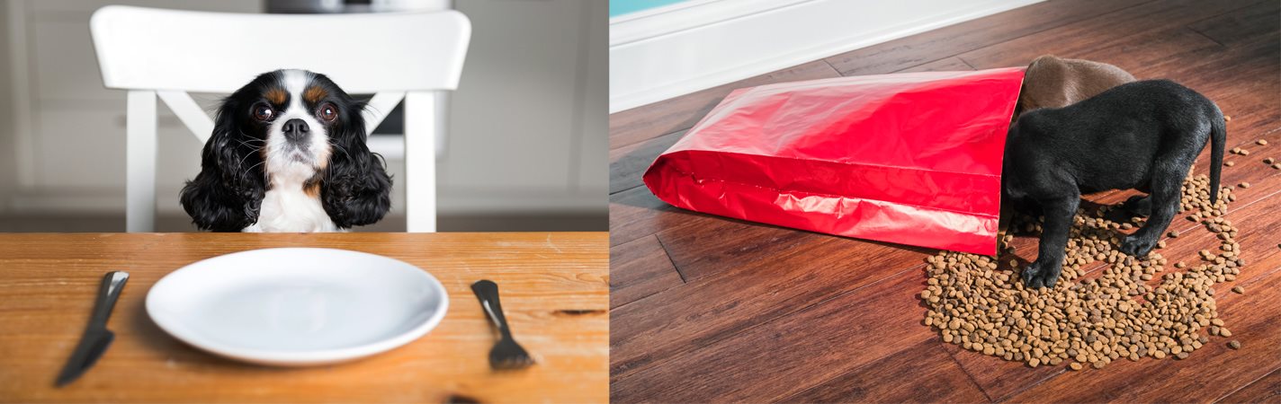 Kölyökkutya etetése helyesen