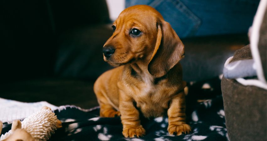 Új kölyökkutya otthon