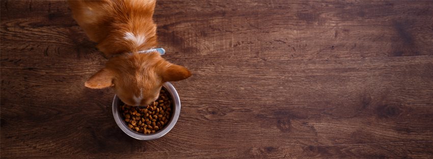 Kutyaeledel a cikkhez